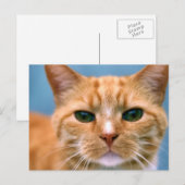 Oranje Kat Kitten Cat Briefkaart (Voorkant / Achterkant)