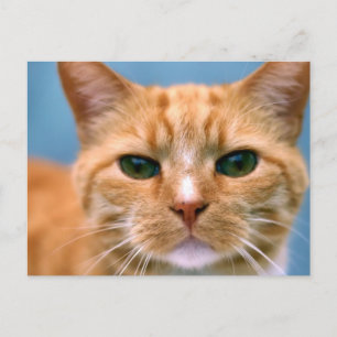 Oranje Kat Kitten Cat Briefkaart