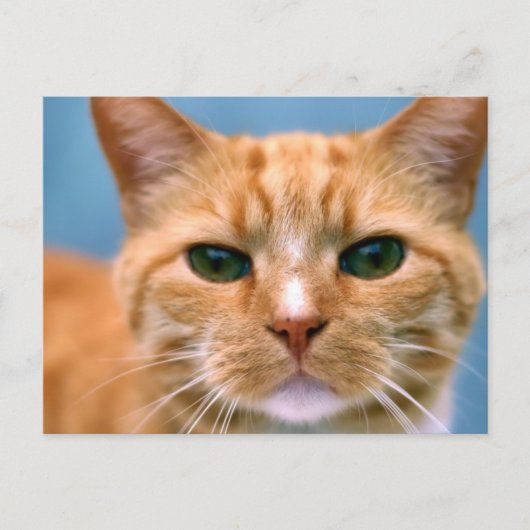 Oranje Kat Kitten Cat Briefkaart (Voorkant)
