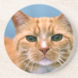 Oranje Kat Kitten Cat Zandsteen Onderzetter