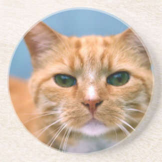 Oranje Kat Kitten Cat Zandsteen Onderzetter