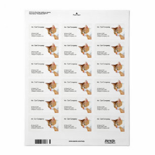 Oranje kat lage veelhoek etiket