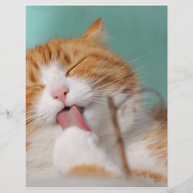 Oranje Kat Licenties (Voorkant)