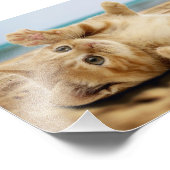 Oranje kat ligt op zand foto afdruk (Hoek)