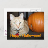 Oranje kat met pompoen Briefkaart (Voorkant / Achterkant)