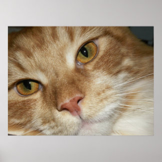 Oranje kat-ogen poster