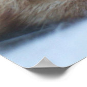 Oranje Kat Poster (Hoek)