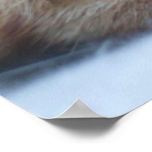 Oranje Kat Poster (Hoek)