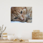 Oranje Kat Poster (Keuken)