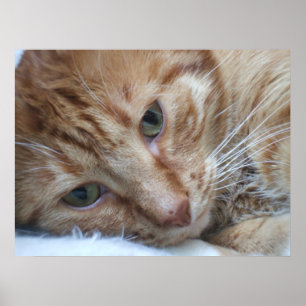 Oranje Kat Poster