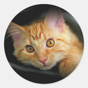 Oranje kat sticker