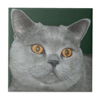  Oranje - Kat - tegel Tegeltje