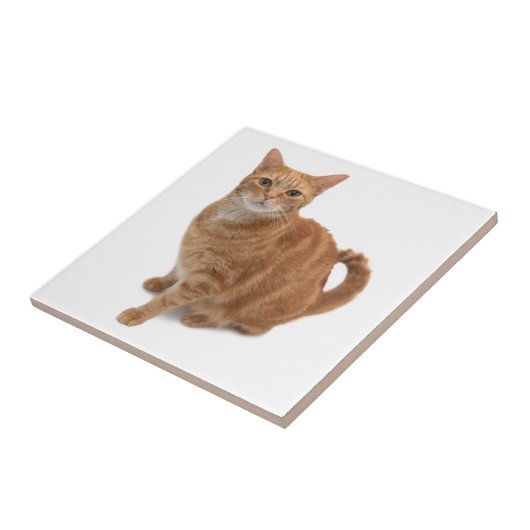 Oranje kat tegeltje (Zijkant)