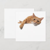 Oranje kattebakje omlaag aankondiging (Voorkant / Achterkant)