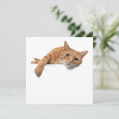 Oranje kattebakje omlaag aankondiging (Staand voorkant)