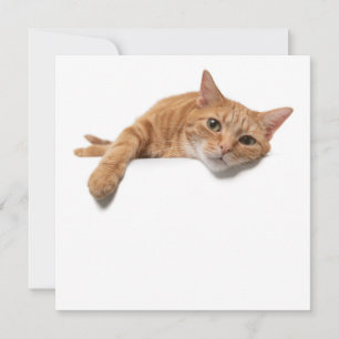 Oranje kattebakje omlaag aankondiging