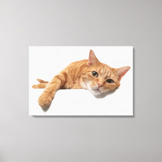 Oranje kattebakje omlaag canvas afdruk