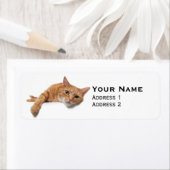 Oranje kattebakje omlaag etiket (Insitu)