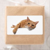 Oranje kattebakje omlaag etiket (Insitu)