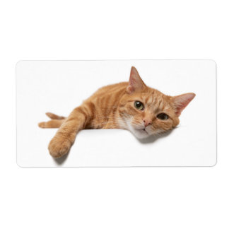 Oranje kattebakje omlaag etiket