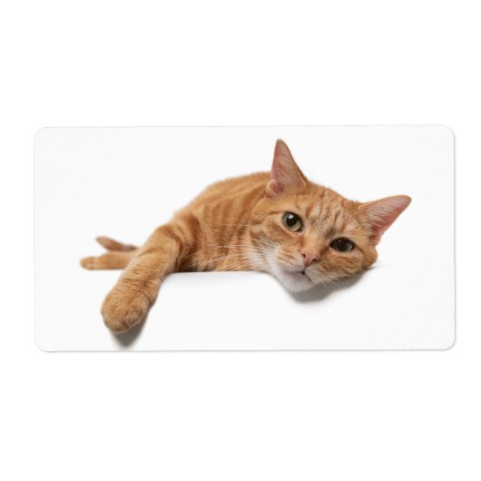 Oranje kattebakje omlaag etiket (Voorkant)