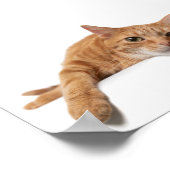 Oranje kattebakje omlaag poster (Hoek)