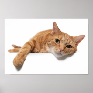 Oranje kattebakje omlaag poster