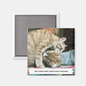 Oranje katten magneet (Voorkant / Achterkant)