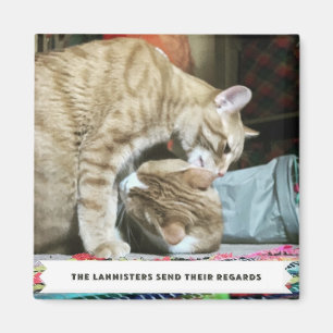 Oranje katten magneet