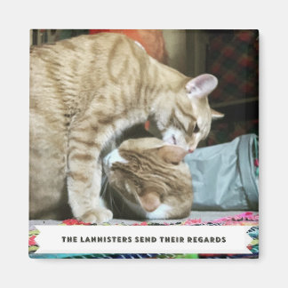 Oranje katten magneet