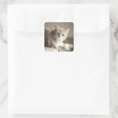 Oranje katten Stickers (Tas)