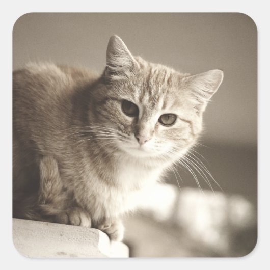 Oranje katten Stickers (Voorkant)