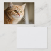 Oranje katten Visitekaartjes (Voorkant / Achterkant)