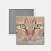 Oranje Kattenmagneet Magneet (Voorkant / Achterkant)