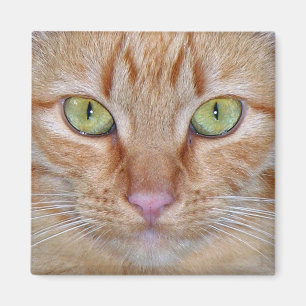 Oranje Kattenmagneet Magneet