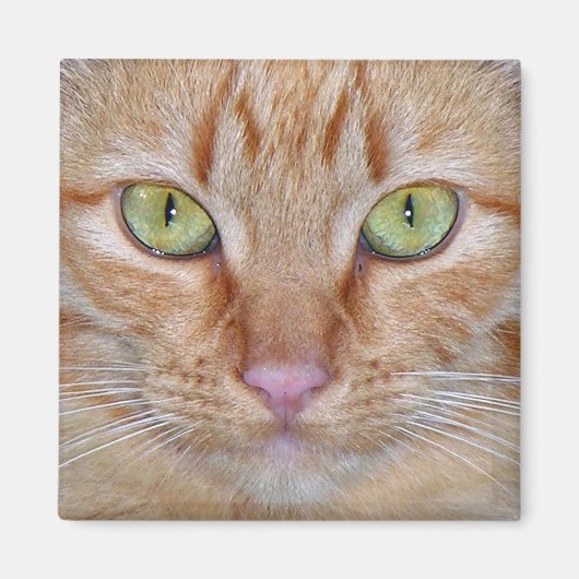 Oranje Kattenmagneet Magneet (Voorkant)