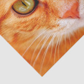 oranje kattenpapier tissuepapier (Detail)