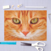 oranje kattenpapier tissuepapier (Craft)