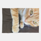 Oranje kattenstolling theedoek (Horizontaal)