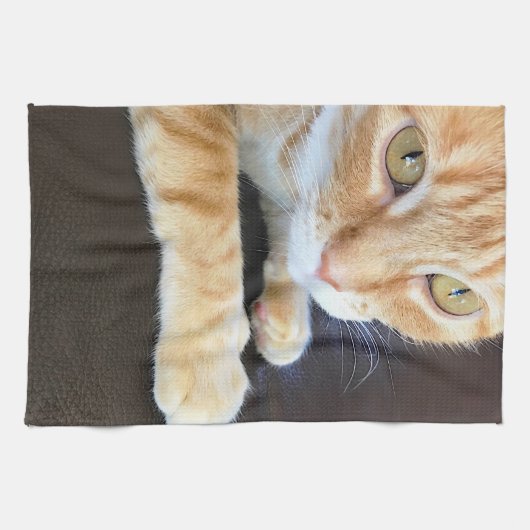 Oranje kattenstolling theedoek (Horizontaal)