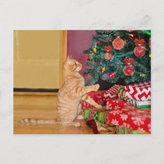 Oranje kerstkat feestdagenkaart