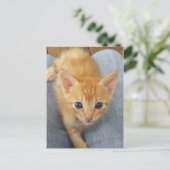 Oranje keuten briefkaart (Staand voorkant)