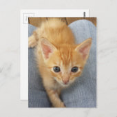 Oranje keuten briefkaart (Voorkant / Achterkant)