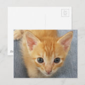 Oranje keuten briefkaart (Voorkant / Achterkant)