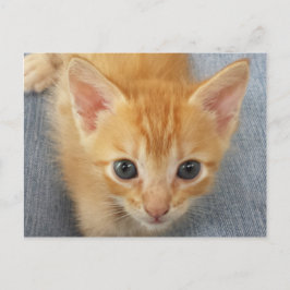 Oranje keuten briefkaart