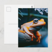 Oranje kikker briefkaart (Voorkant / Achterkant)