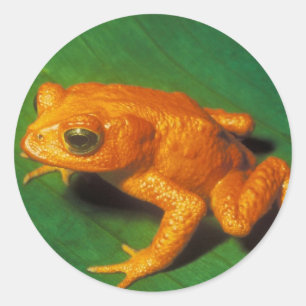 Oranje kikker ronde sticker