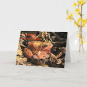 Oranje Kikker Vaders Dag Kaart (Gele Bloem)