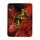 Oranje kikkikker van Dendrobates leucomelas Magneet (Verticaal)