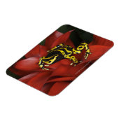 Oranje kikkikker van Dendrobates leucomelas Magneet (Linkerzijde)